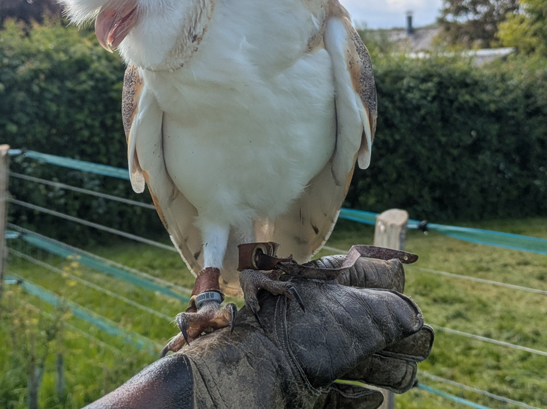 West Sussex Falconry-Compton必去景点