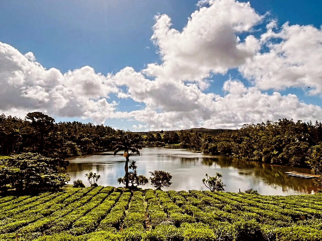 Bois Cheri Tea Factory and Tea Museum-Bois Cheri必去景点