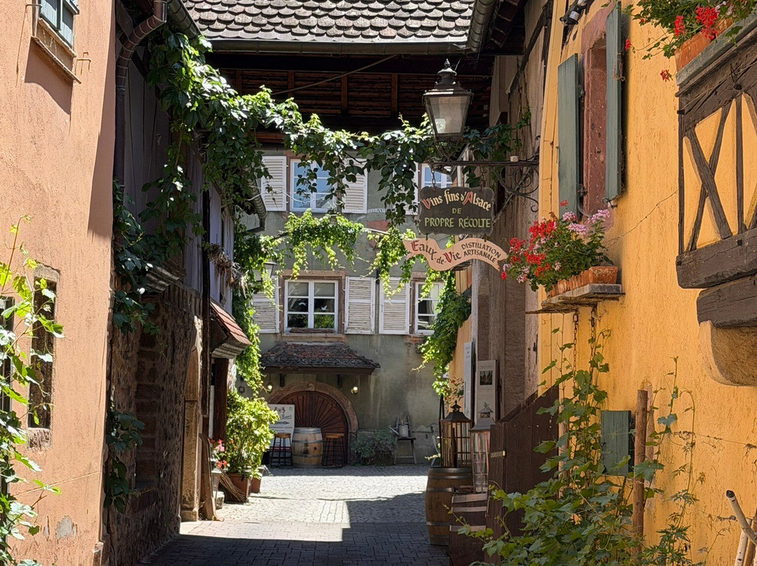 Colmar Bike Tours-科尔马必去景点
