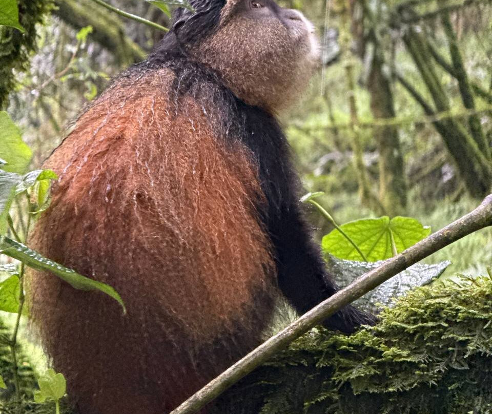 Mgahinga Gorilla National Park-Kisoro必去景点