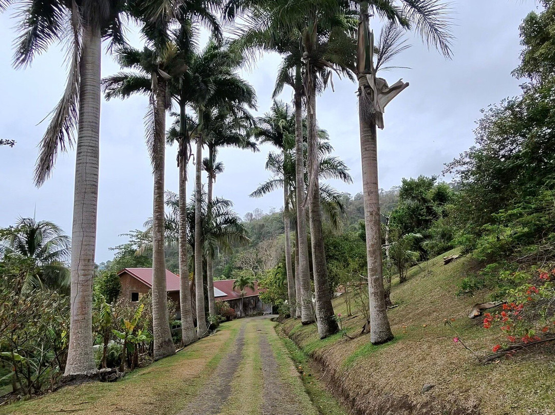 Belmont Estate Grenada-Belmont必去景点