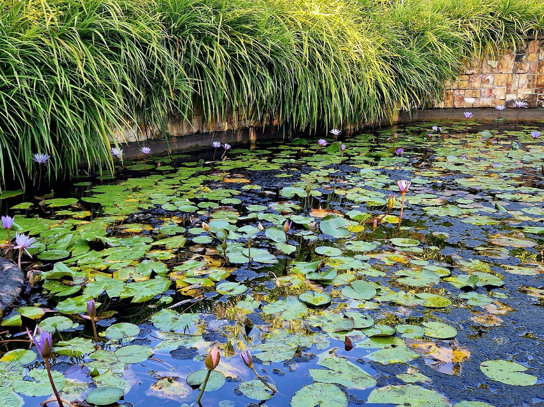 George Brown Darwin Botanic Gardens-达尔文市必去景点