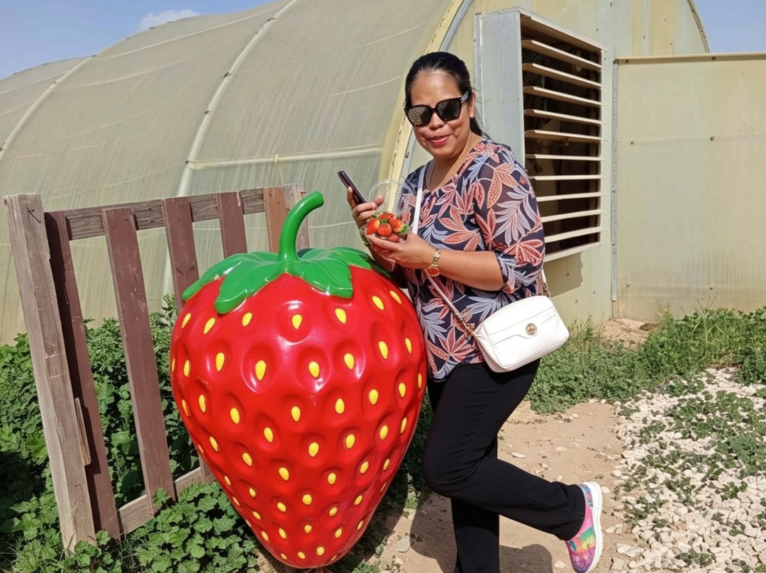 North Sedra Farm-Madinat Ash Shamal必去景点