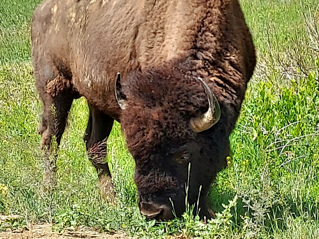 Theodore Roosevelt National Park-Medora必去景点