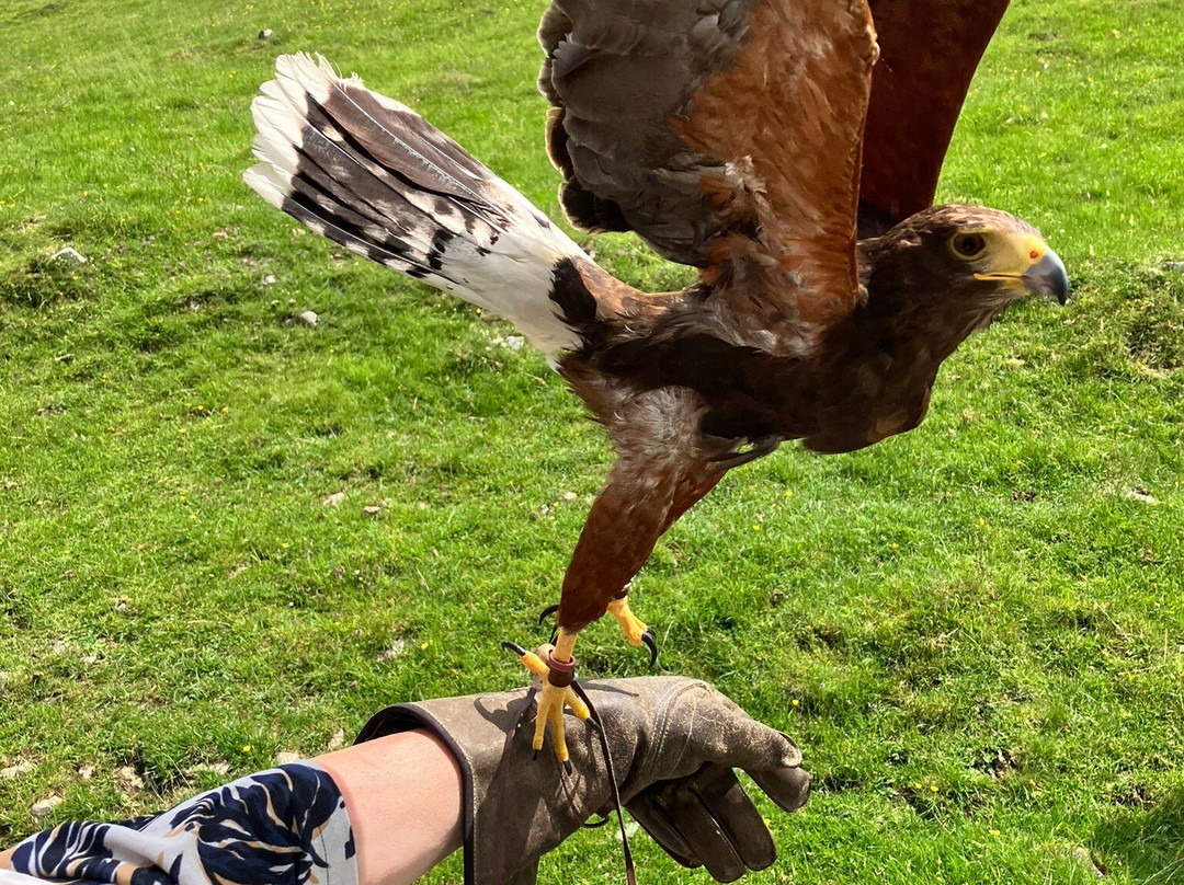 Settle Falconry-Feizor必去景点