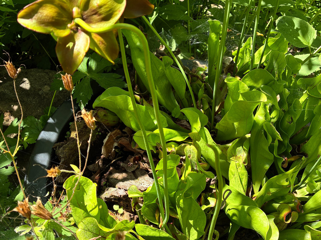 Bowman's Hill Wildflower Preserve-纽霍普必去景点