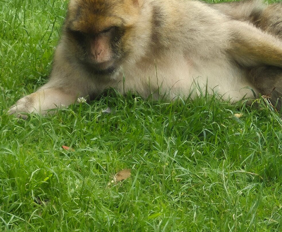 Trentham Monkey Forest-特伦特河畔斯托克必去景点