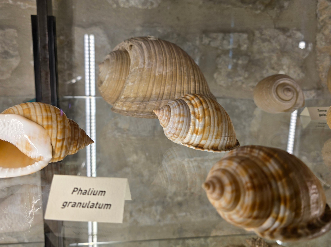 Shells Museum Malakoloski Muzej-玛卡沙必去景点