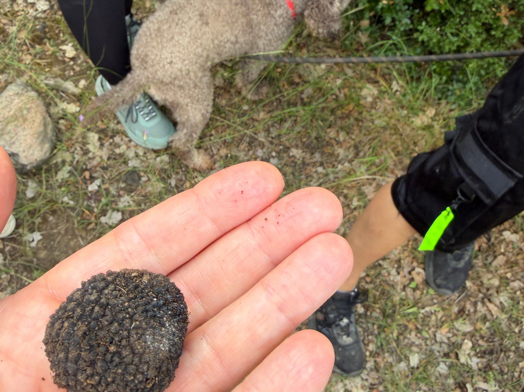 Truffle Hunting-卡兰巴卡必去景点
