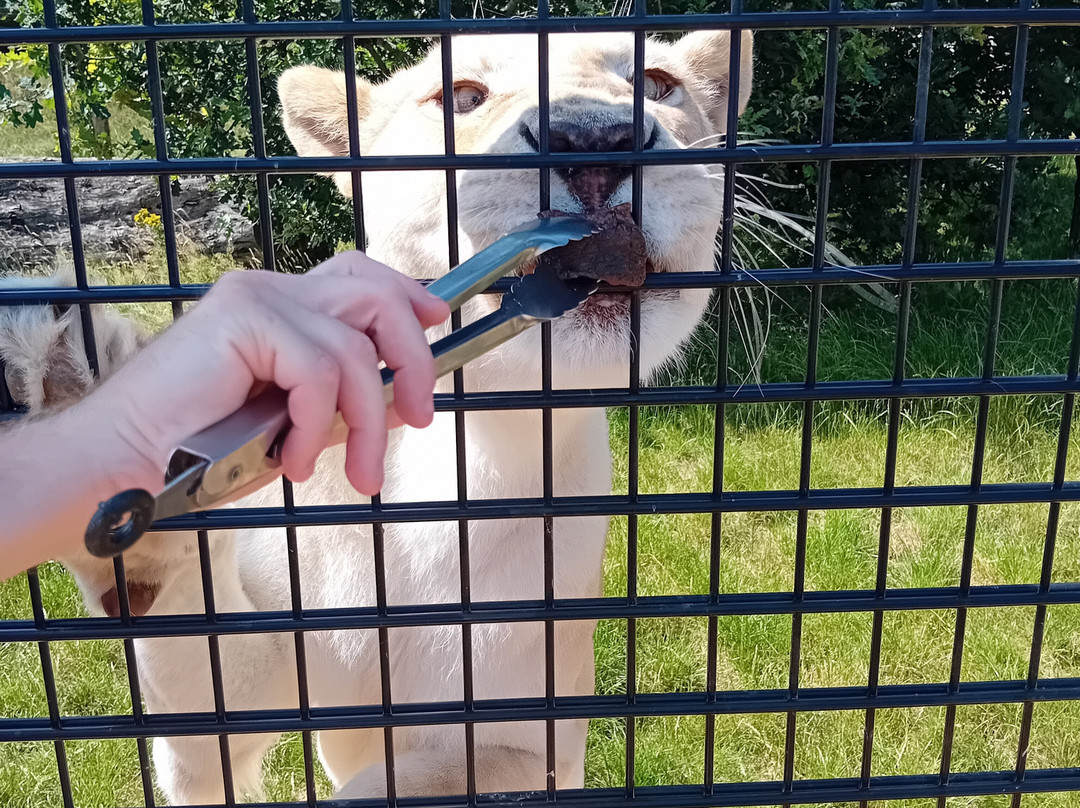 The Big Cat Sanctuary-Smarden必去景点