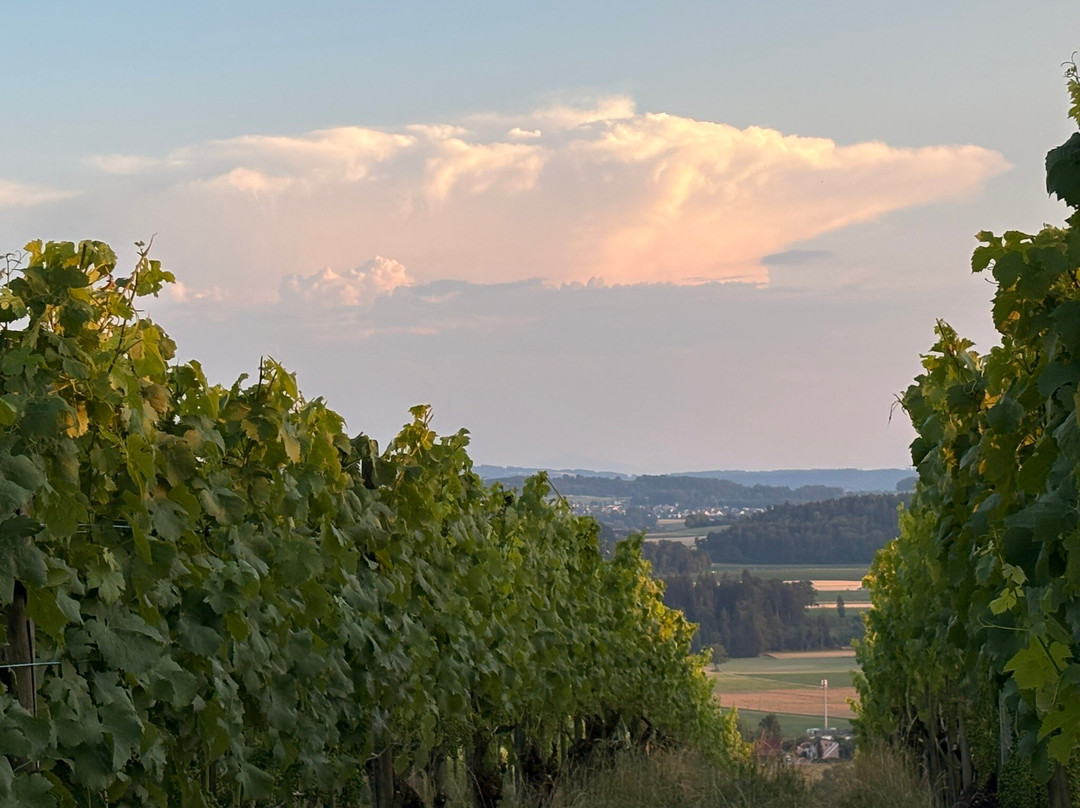 Weingut Hausammann-Uesslingen-Buch必去景点