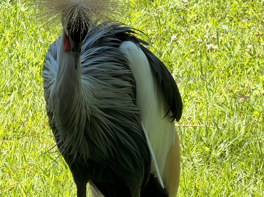 Cincinnati Zoo & Botanical Garden-辛辛那提必去景点