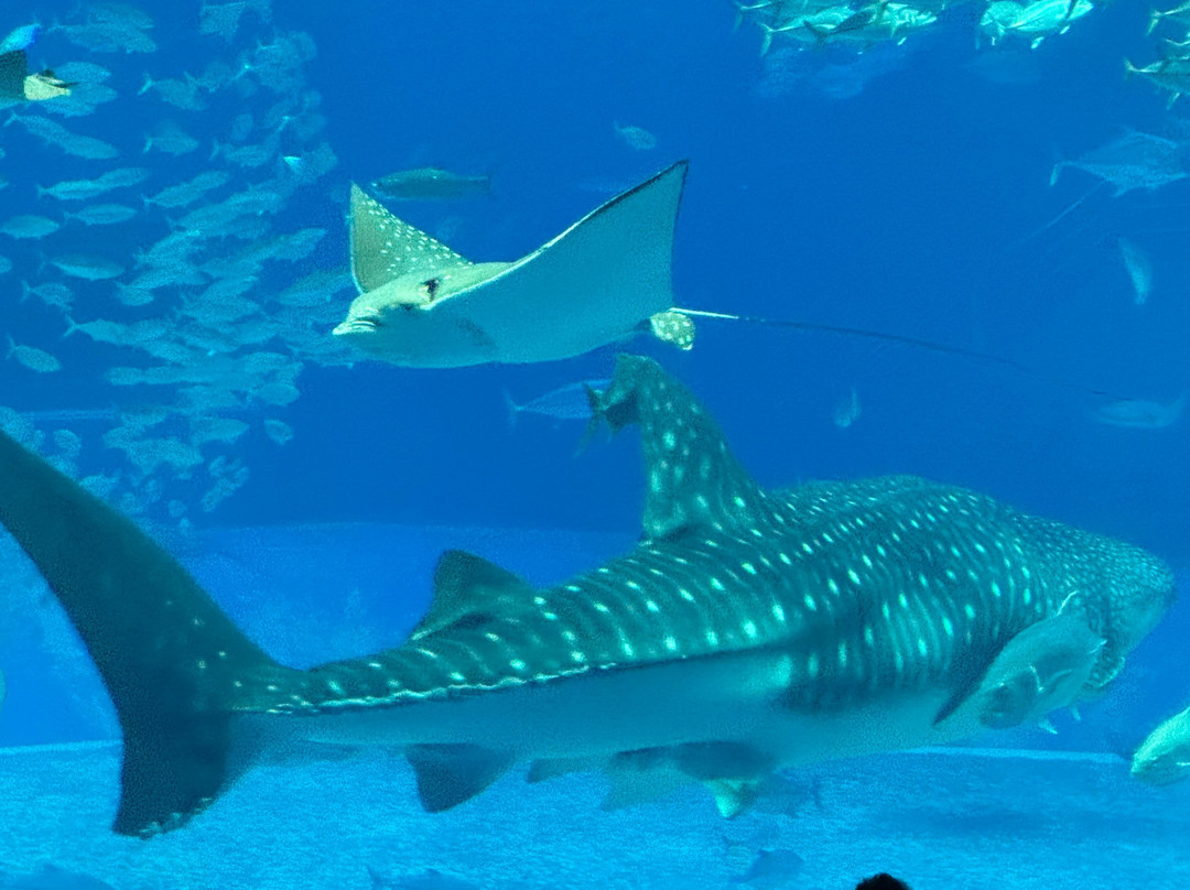 冲绳美之海水族馆-本部町必去景点