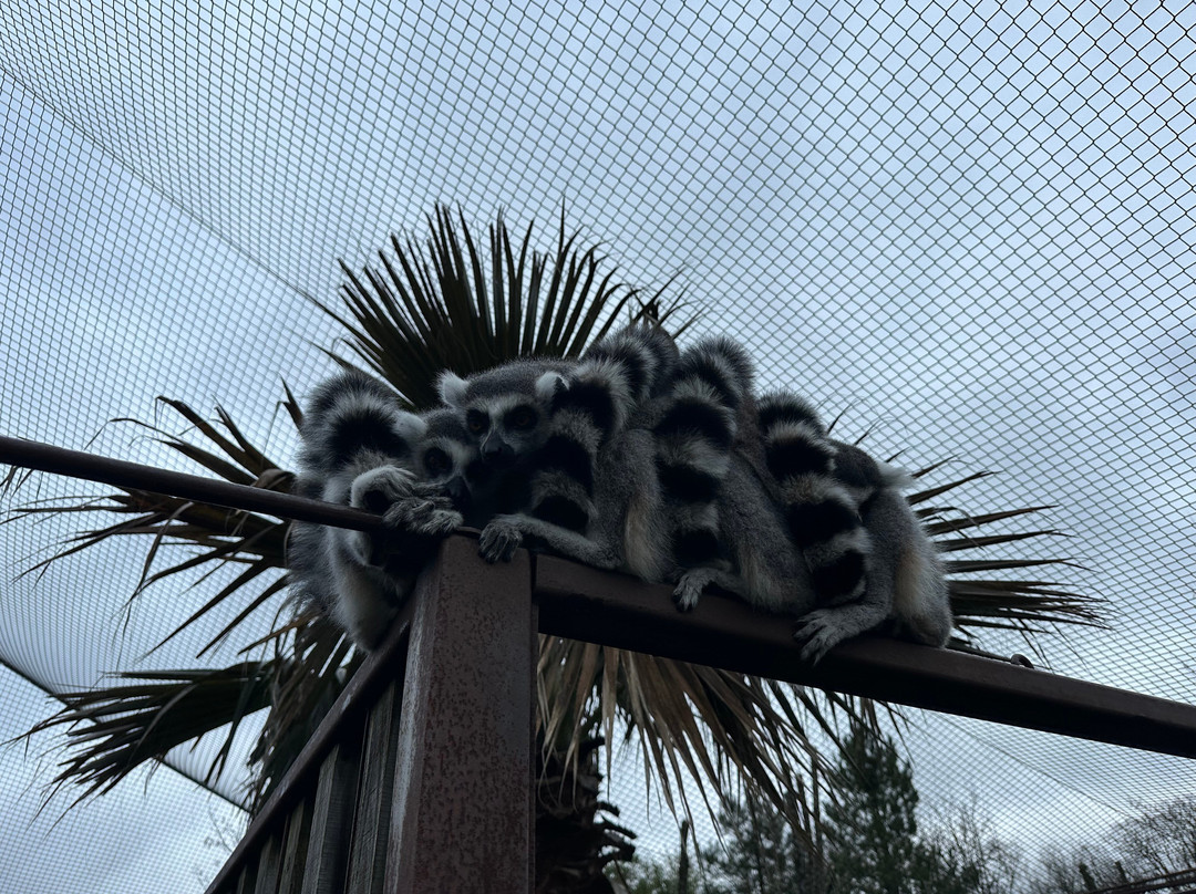 Zoo de Bordeaux Pessac-Pessac必去景点