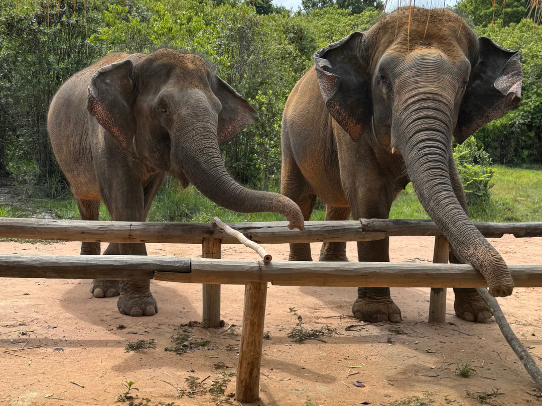 Kulen Elephant Forest-暹粒必去景点