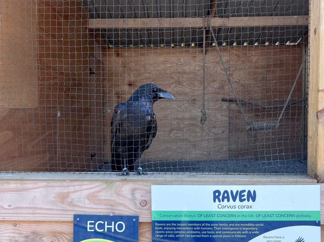 The British Bird of Prey Centre-喀麦登必去景点