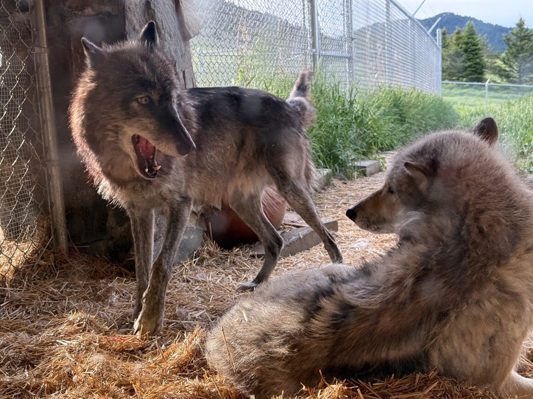 Howlers Inn Bed & Breakfast and Wolf Sanctuary主图