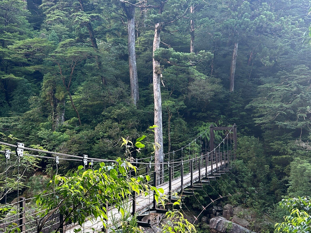 Yakusugi Land-屋久岛町必去景点