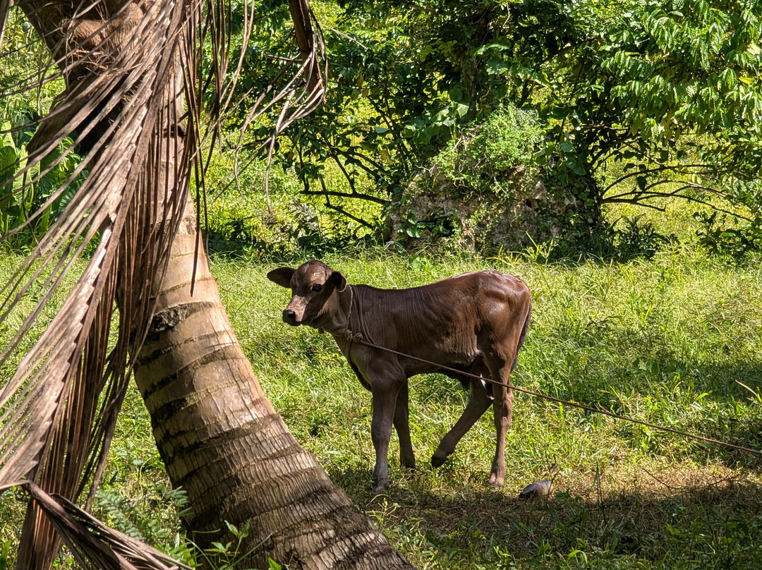 Booking Adventures-Sabana de la Mar必去景点