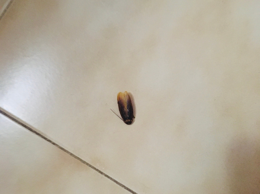 巴利亚唐佩德罗俱乐部酒店主图