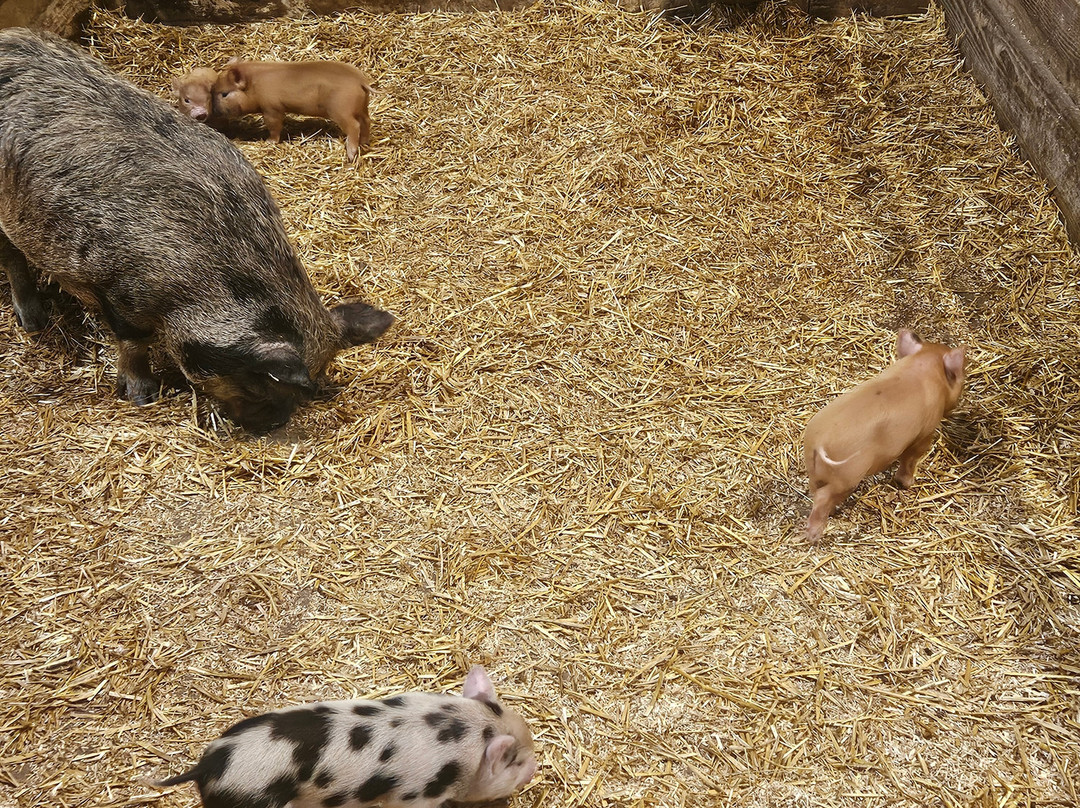 Pennywell Farm-Buckfastleigh必去景点