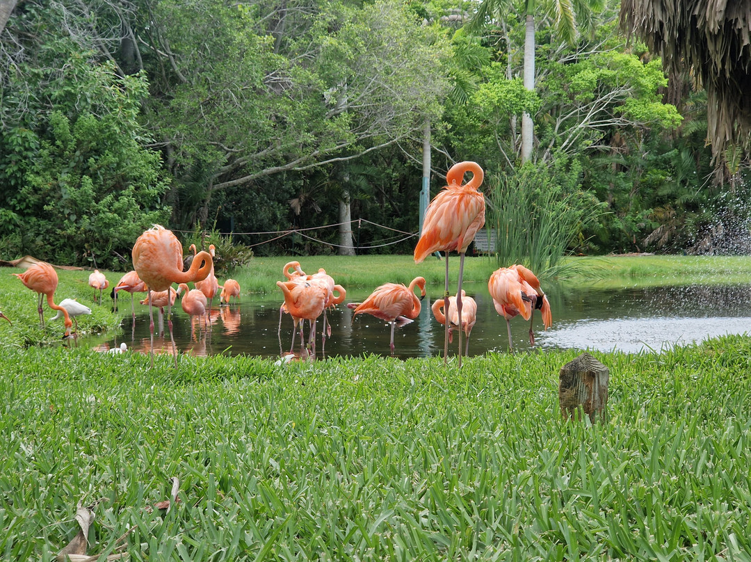 Sarasota Jungle Gardens-萨拉索塔必去景点