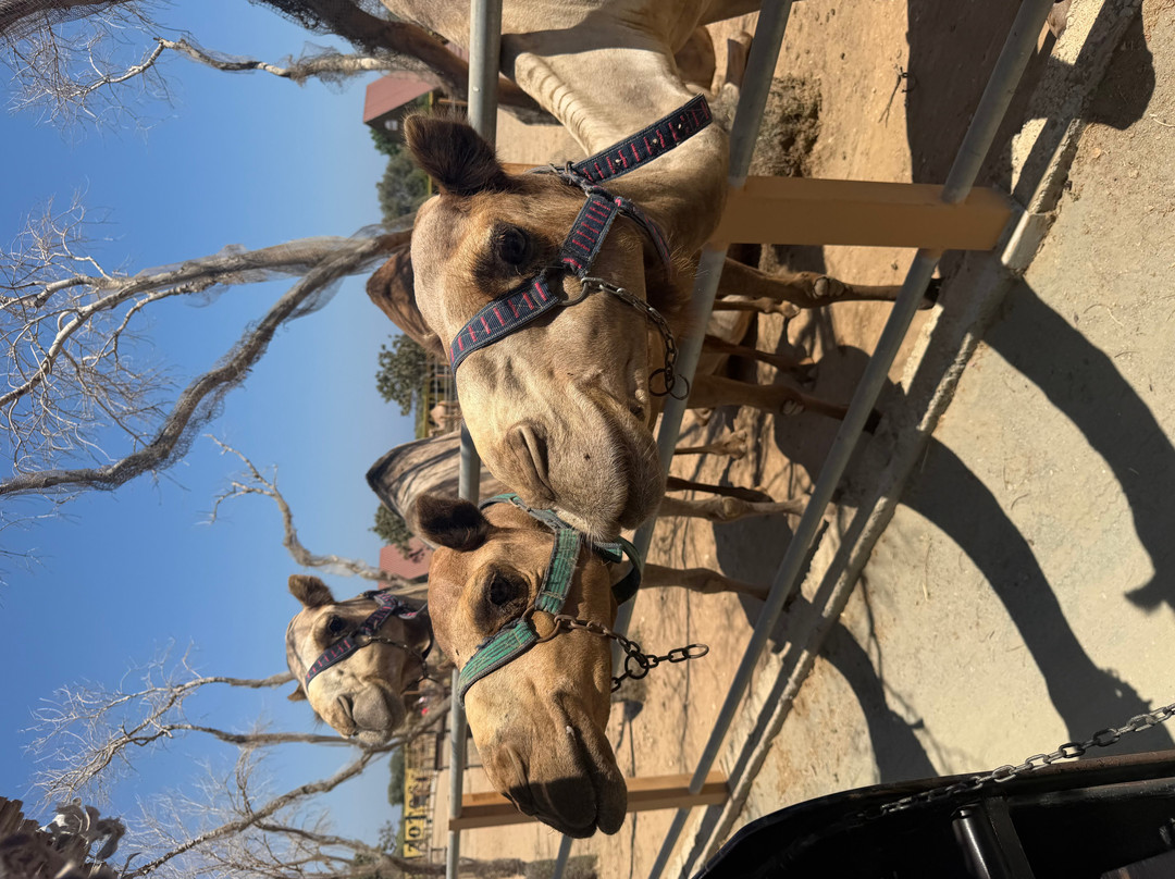 Camel Park-玛佐托斯必去景点