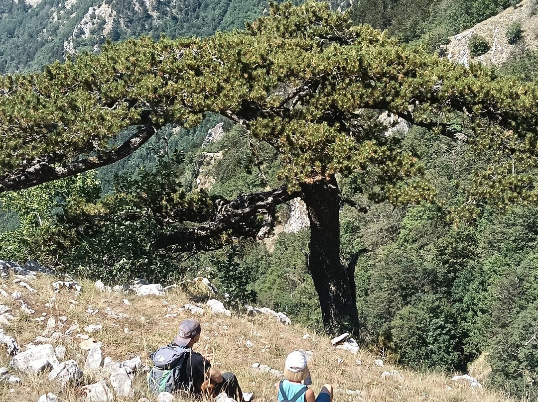 Wilderness