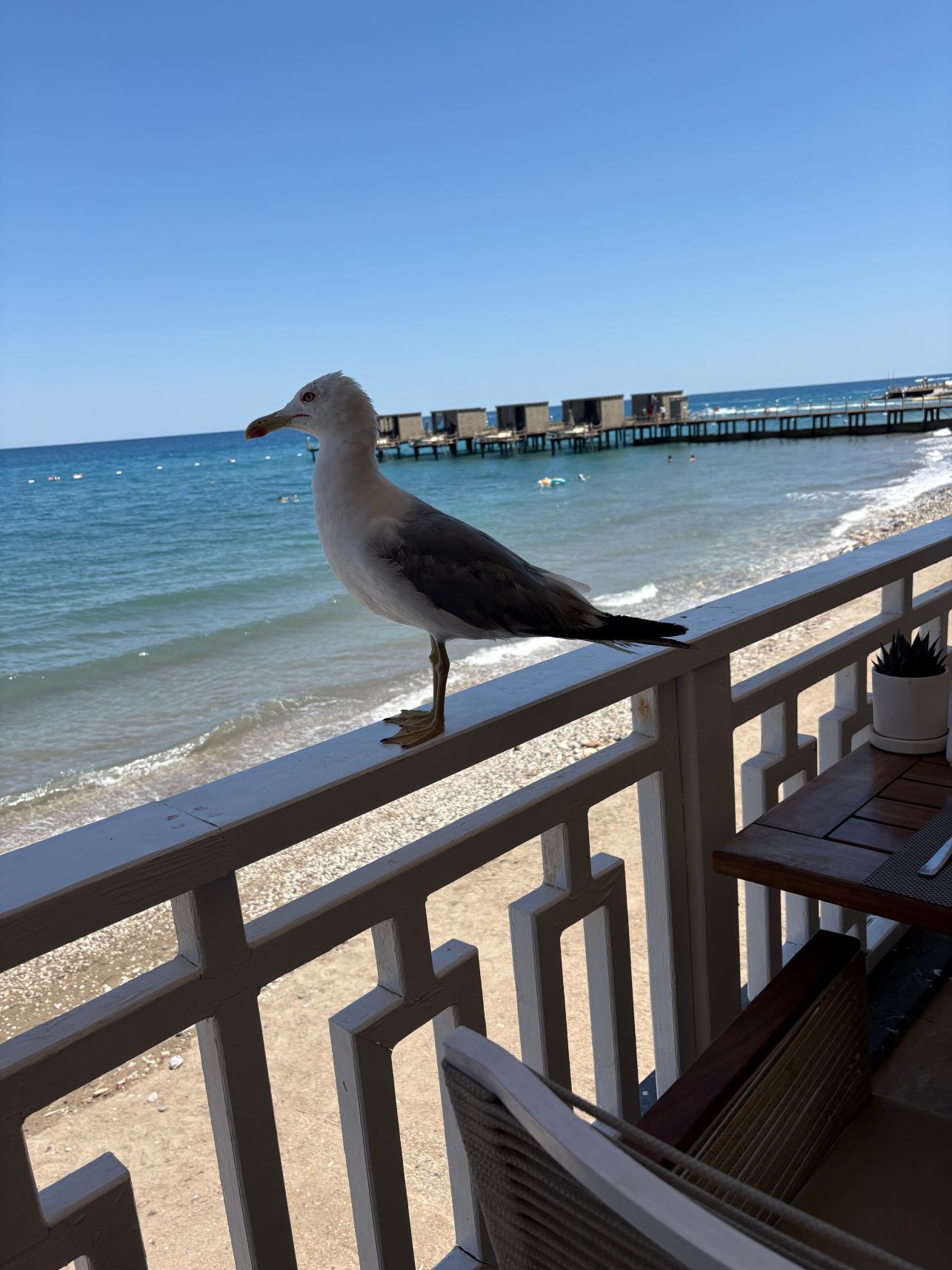涅磐地中海卓越酒店-旅行者