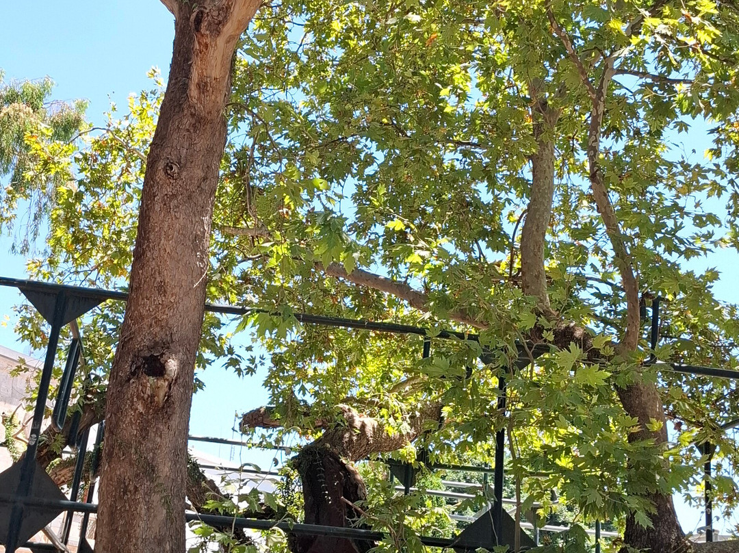 Hippocrates Tree-Kos Town必去景点
