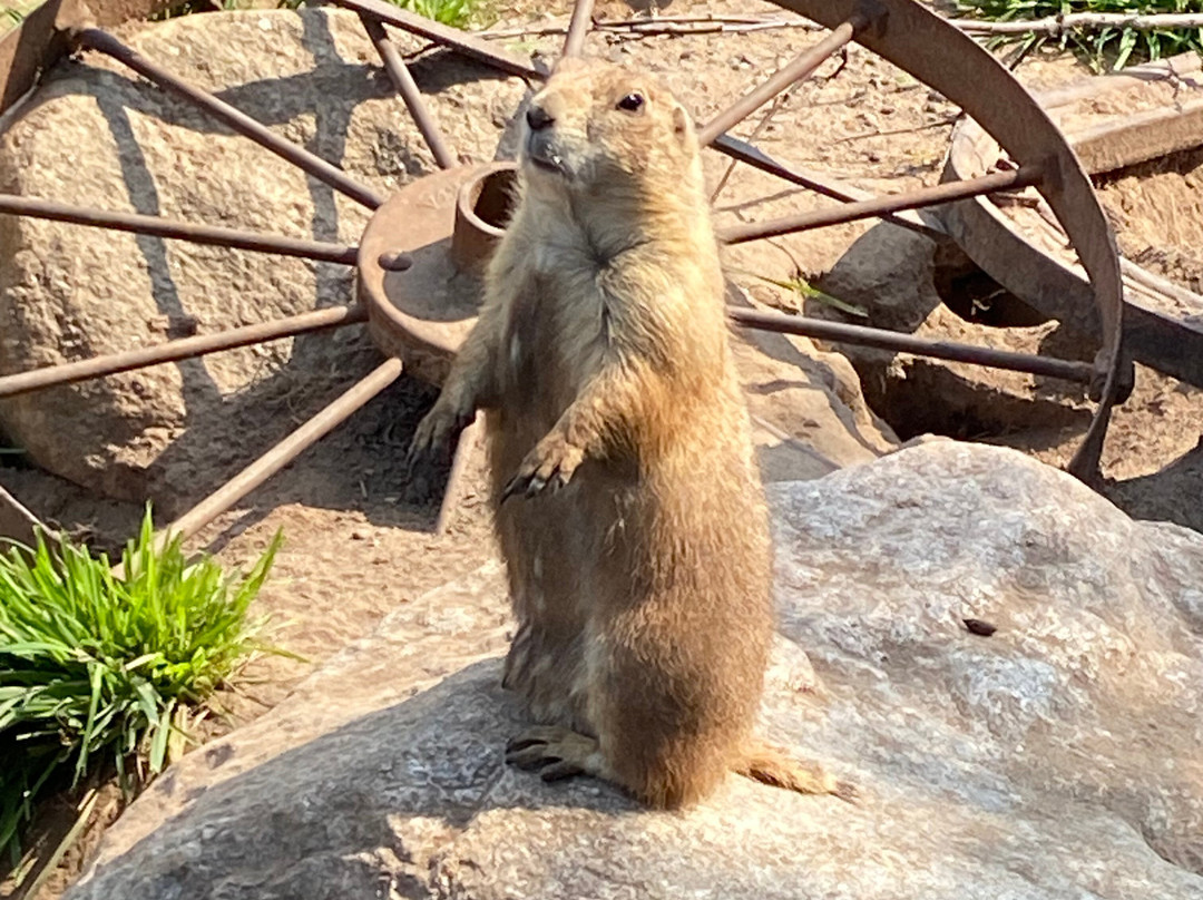 Wildwood Wildlife Park & Nature Center-Minocqua必去景点