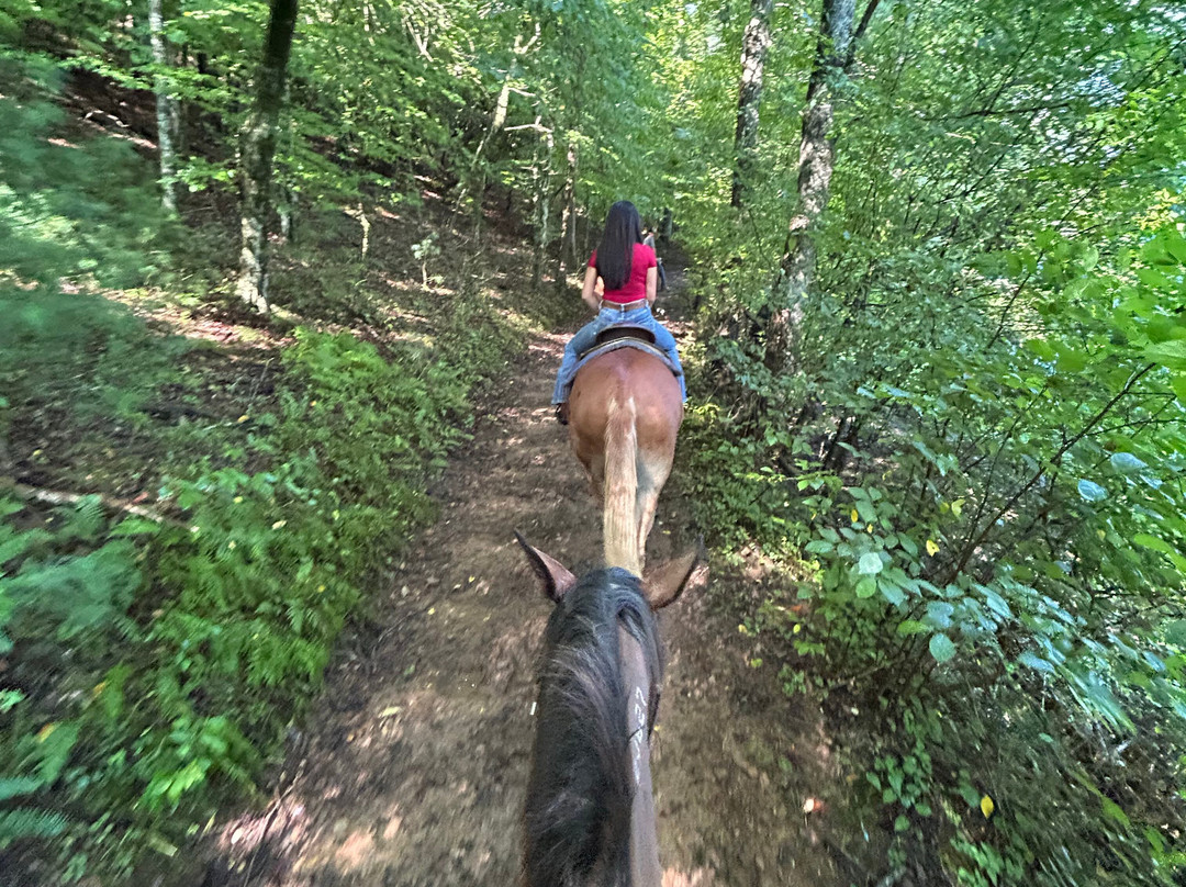 Appalachian Trail Rides-Mineral Bluff必去景点