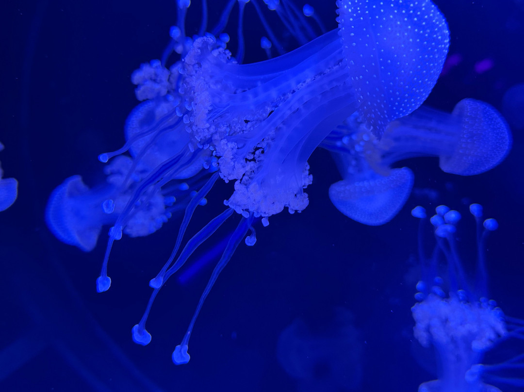 Jellyfish Museum-庞帕诺比奇必去景点