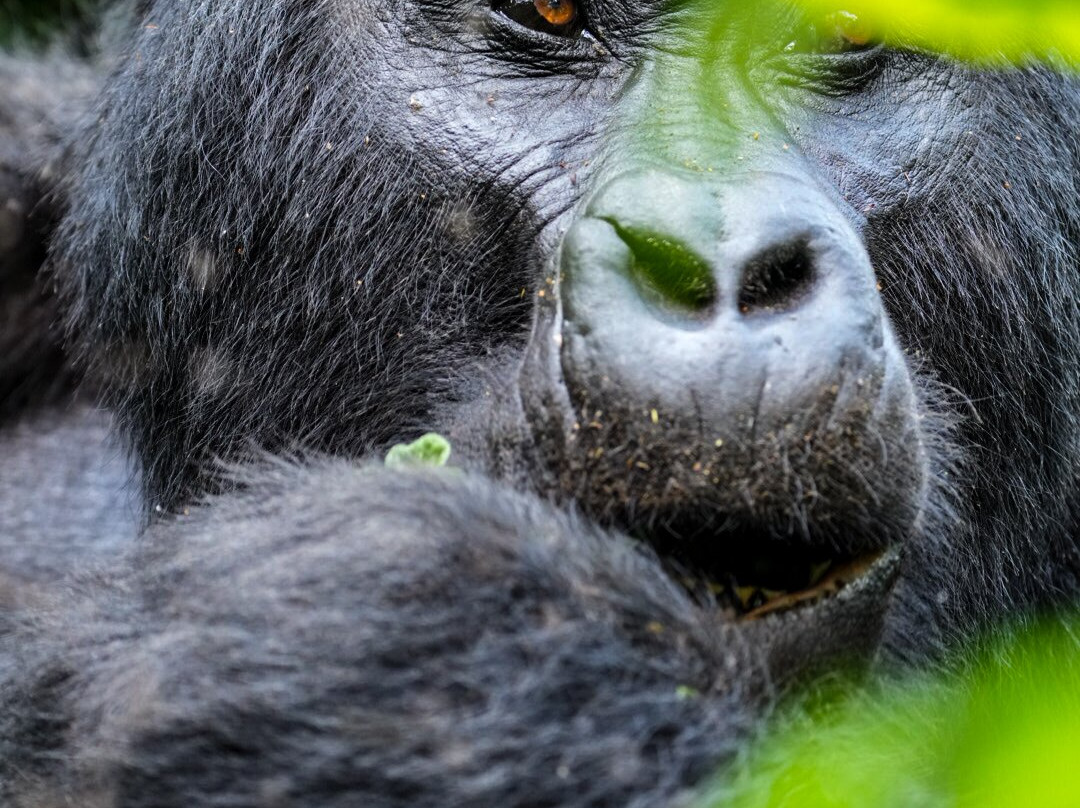 Gorilla Safaris Uganda-坎帕拉必去景点