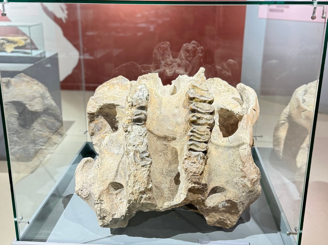 National Museum of Ethiopia-亚的斯亚贝巴必去景点