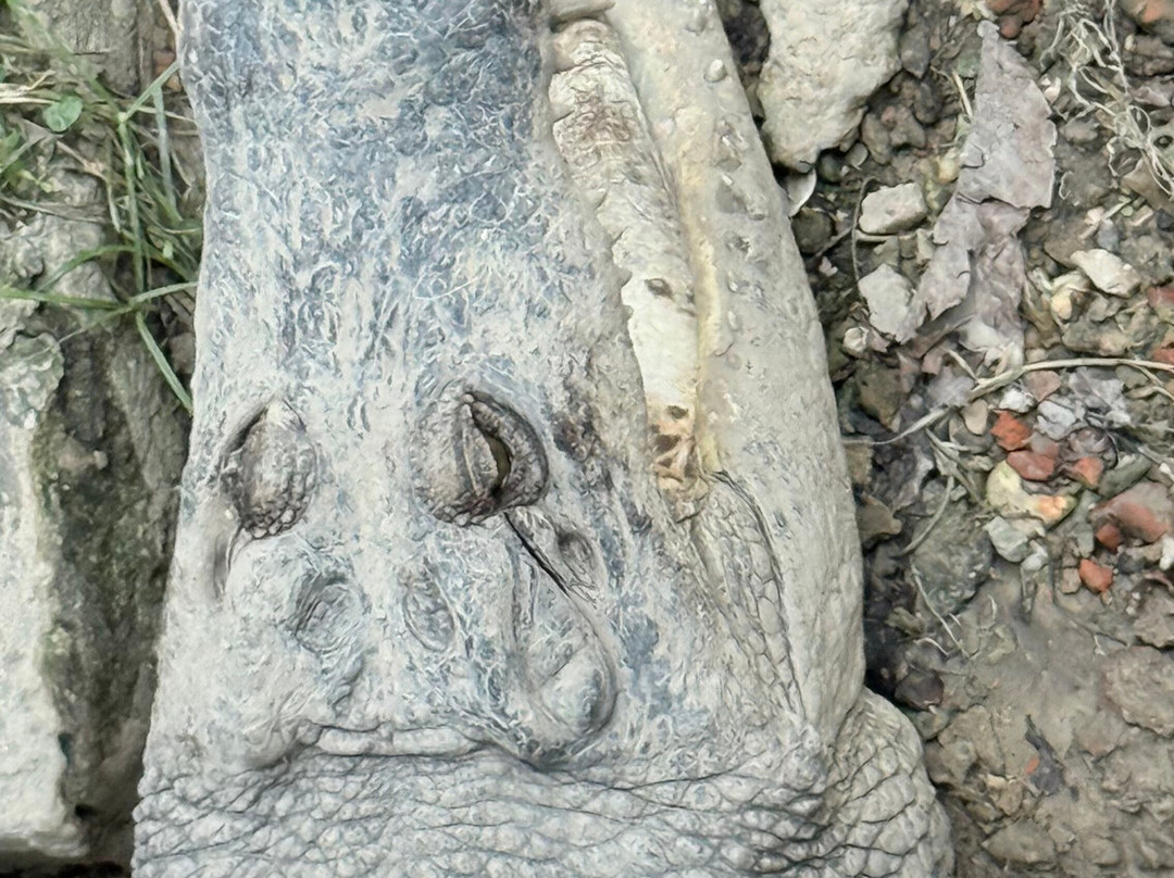 山打根鳄鱼养殖场-山打根必去景点