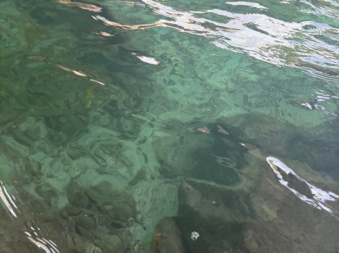 Curaçao Rif Mangrove Park-威廉斯塔德必去景点