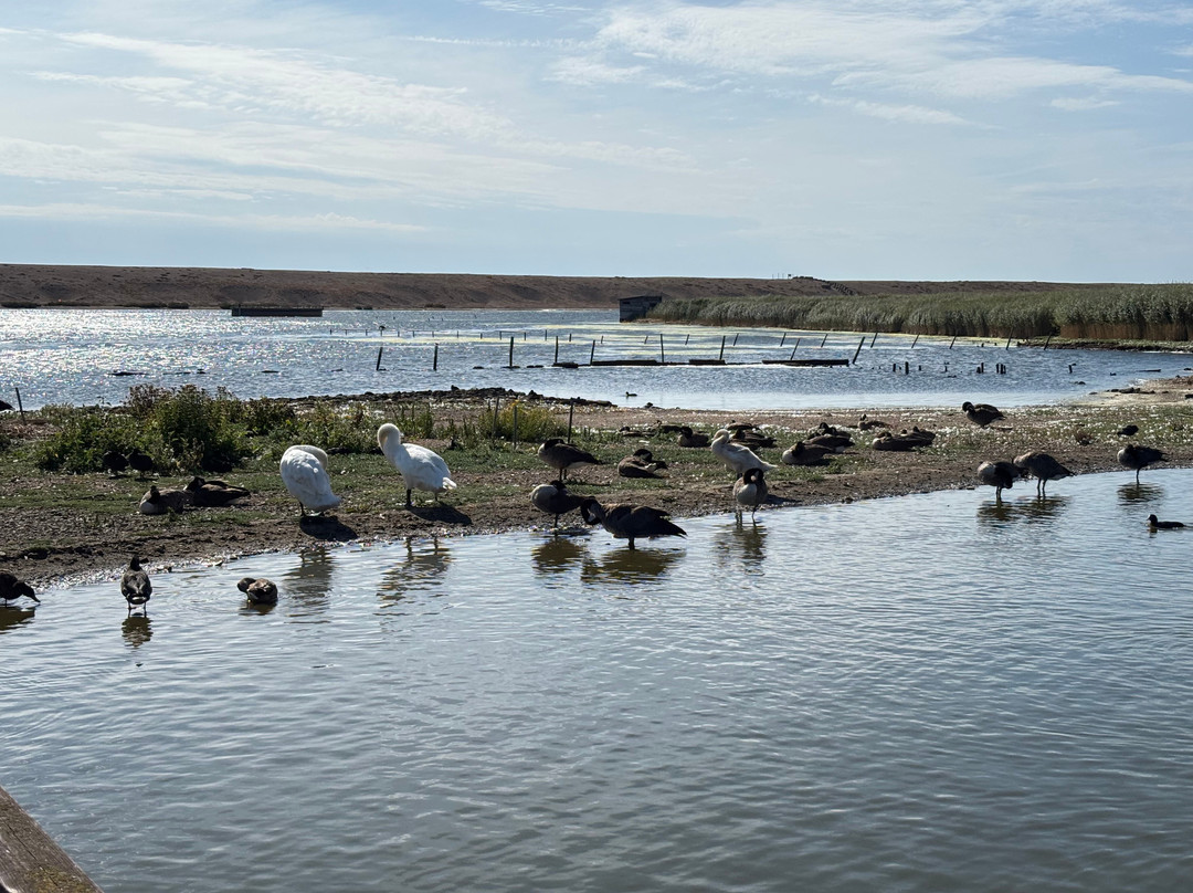 Abbotsbury Swannery-Abbotsbury必去景点