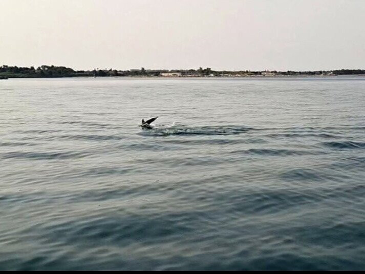 Jonian Dolphin Conservation-塔兰托必去景点