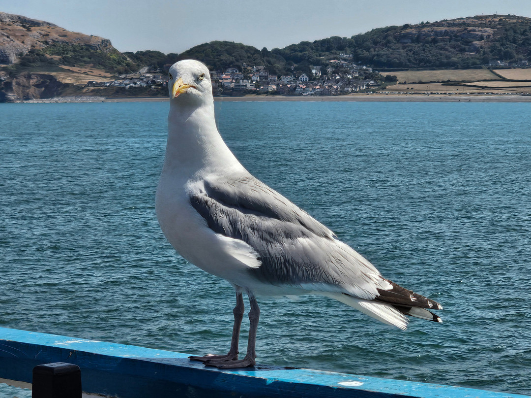 Llandudno Pier-兰迪德诺必去景点