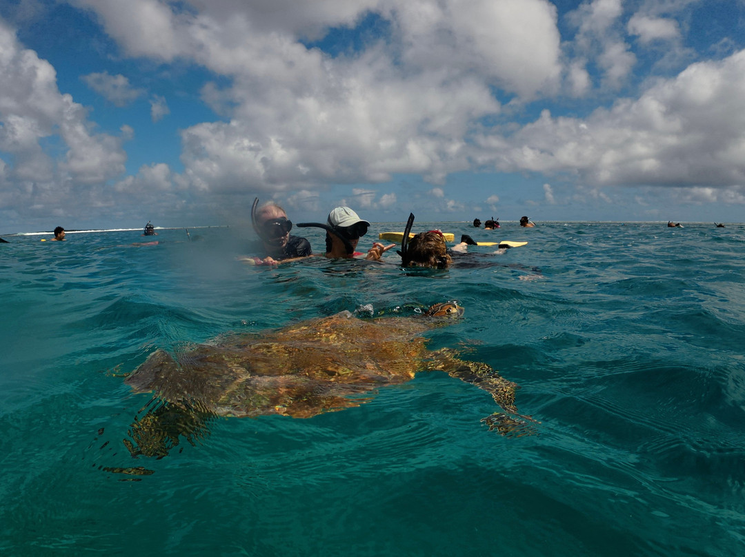 Go Local Cook Islands-堤堤卡维加必去景点
