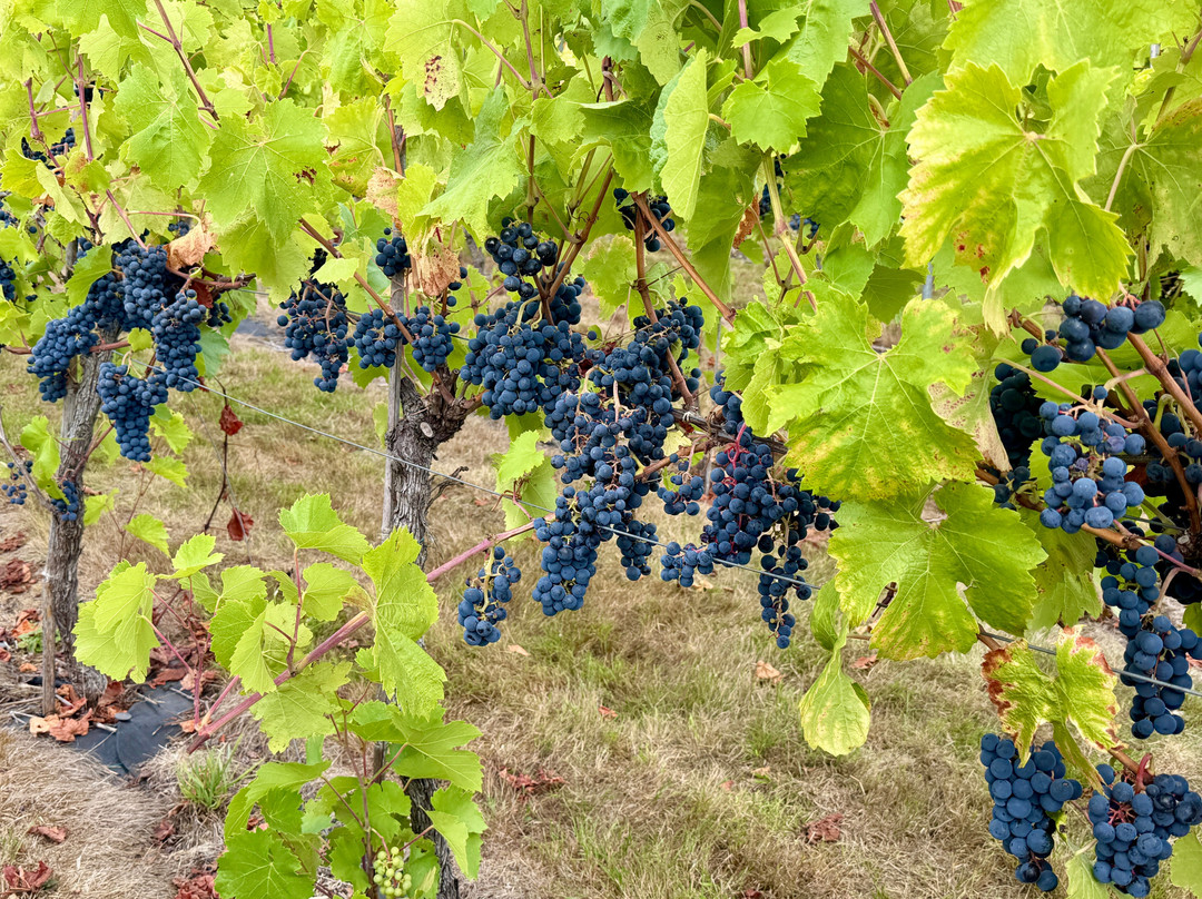 New Lodge Vineyard-Earls Barton必去景点
