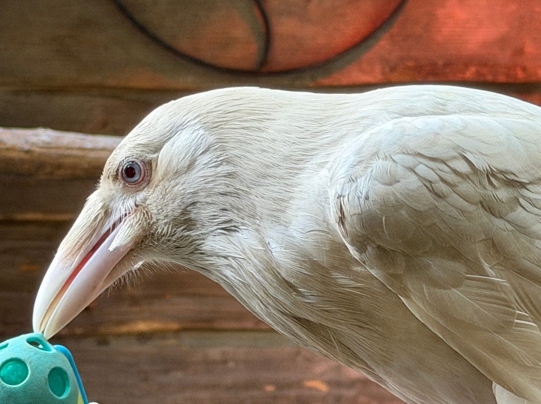 North Island Wildlife Recovery Centre-Errington必去景点