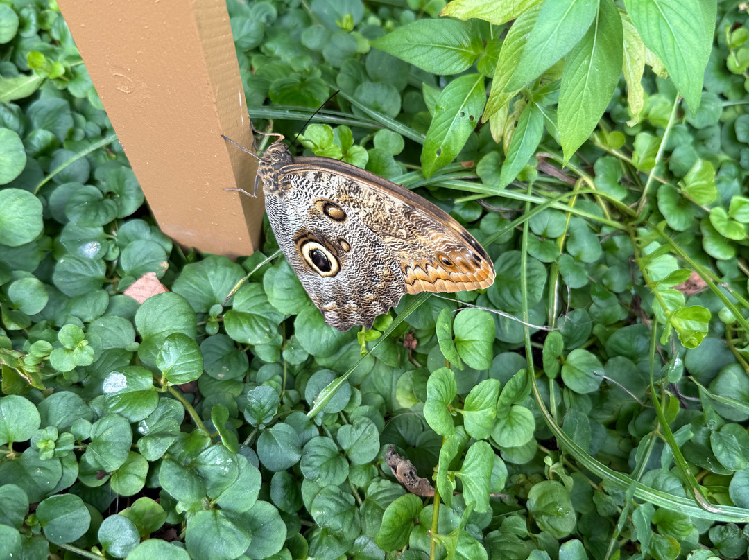 Newfoundland Insectarium-Reidville必去景点
