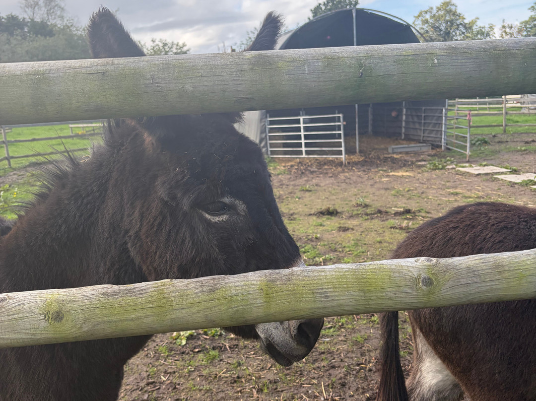 Woodlands Alpaca Farm-沃灵顿必去景点