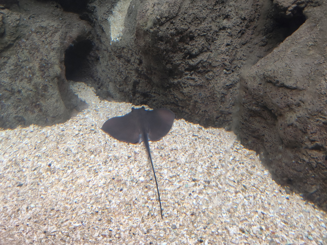 Lanzarote Aquarium-科斯塔特吉塞必去景点