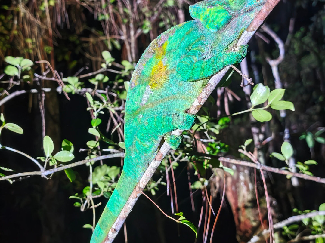 Madagascar Green Tours-安齐拉贝必去景点