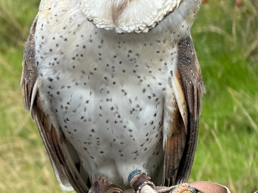 Falconry Experience Wales-Newtown必去景点