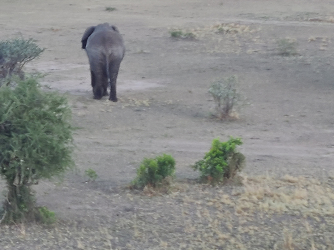 Adventures Aloft Balloon Safari Tanzania-Ikoma必去景点