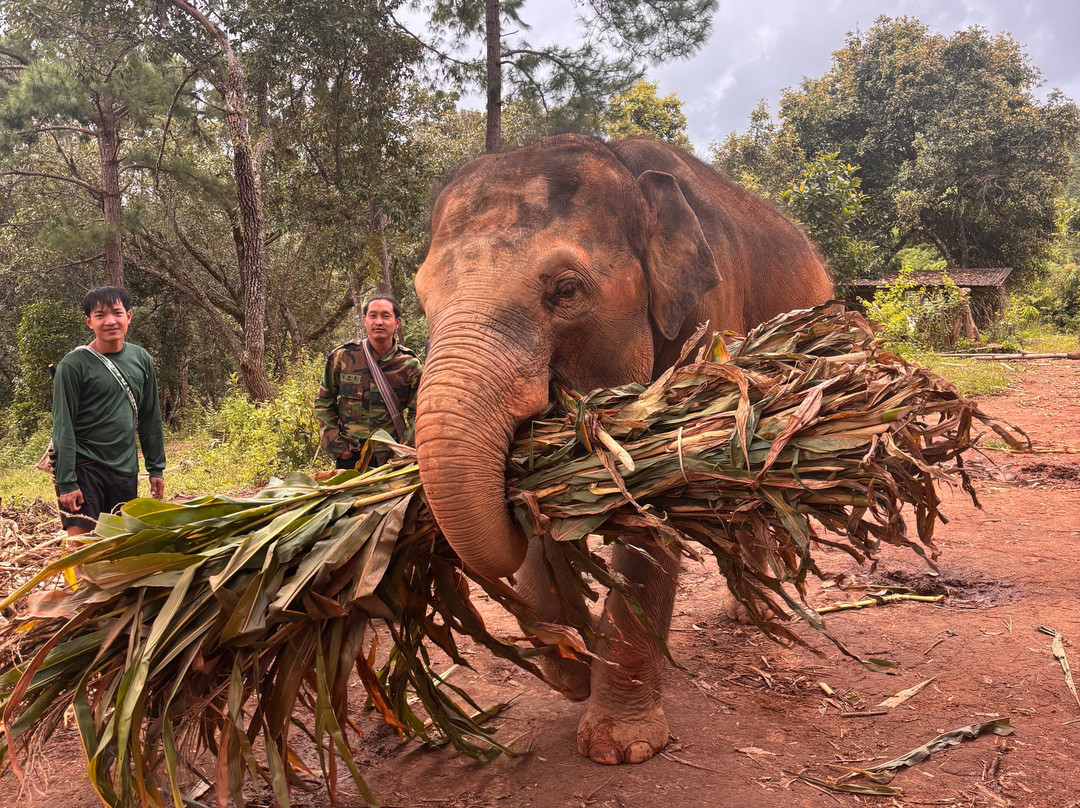 Elephant Freedom Village-清迈必去景点